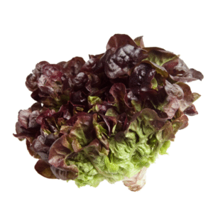 LECHUGA MORADA  x UND