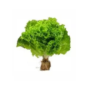 LECHUGA HIDROPONICA x UND